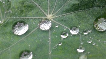 round water droplets caused by surface tension on a leaf
